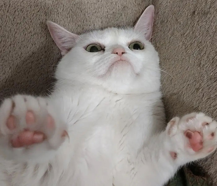 Sassiest Dwarf Kitten Comes Into Woman's Home, Steals Her Heart And Becomes Internet Sensation