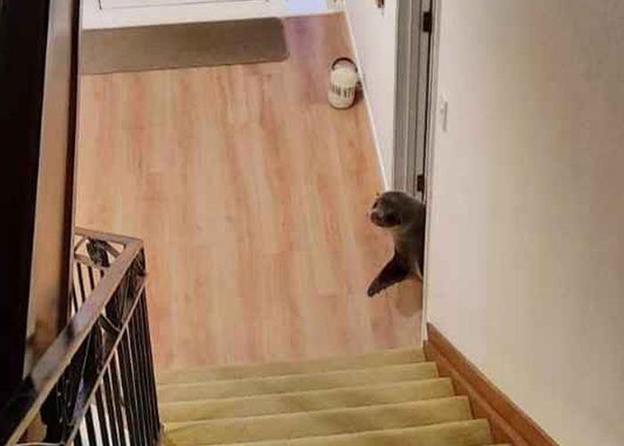 Cheeky Seal Breaks Into Family Home, Terrorizes Cat And Chills On Couch, And The Internet Is In Stitches