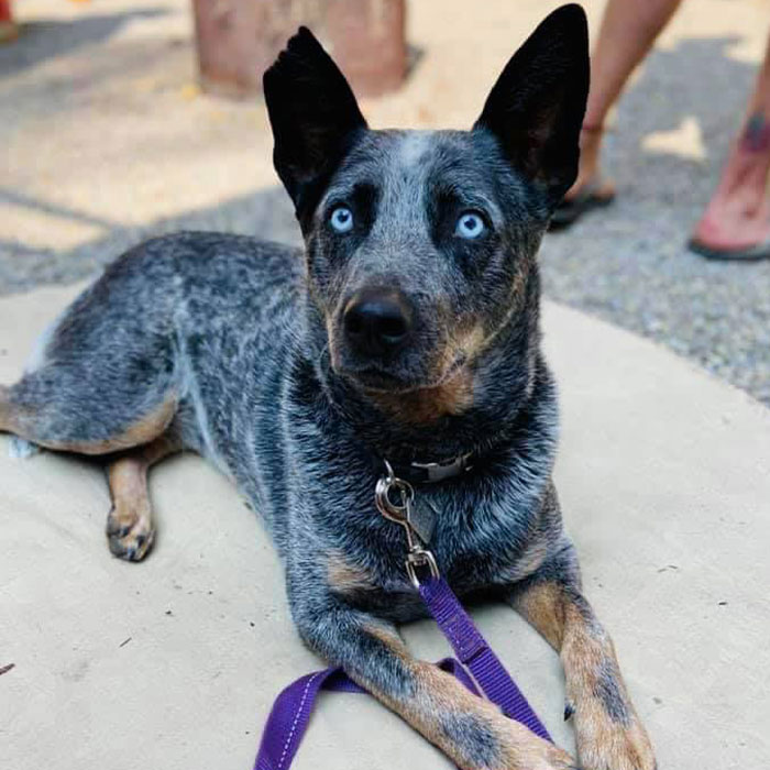 Dog Goes Viral For Photobombing Its Owners’ Wedding Picture, Others Share Their Own Pics Dog Goes Viral For Photobombing Its Owners’ Wedding Picture, Others Share Their Own Pics