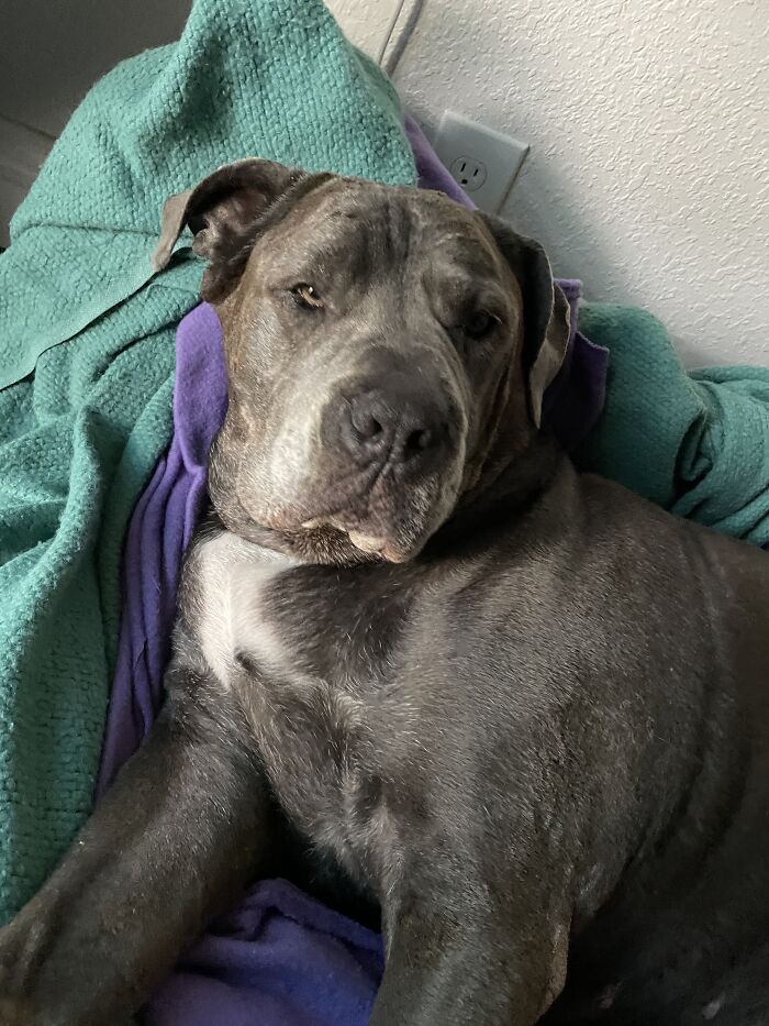 Marie Wondering Why I Won’t Let Her Get More Beauty Sleep? I Told Her It’s Because She’s Already The Most Beautiful, Big Ug There Is! 💜