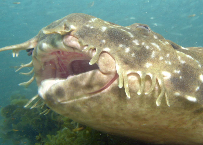 Divers Reveal 50 Disturbing Discoveries Underwater They Will Probably Never Be Able To Explain