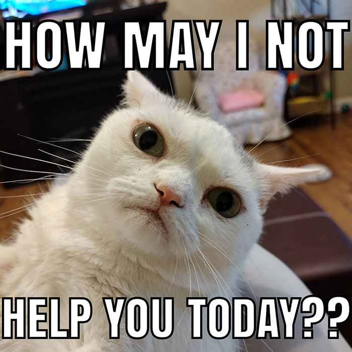 Sassiest Dwarf Kitten Comes Into Woman's Home, Steals Her Heart And Becomes Internet Sensation