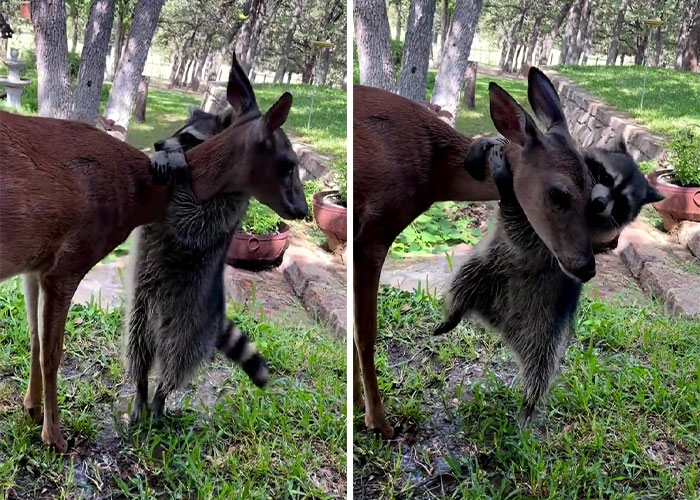 Raccoon Is Completely Obsessed With Fawn Who Lost Mom, Gives Her Hugs Every Day