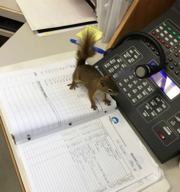 The Crittre Is At The Office Handling Business