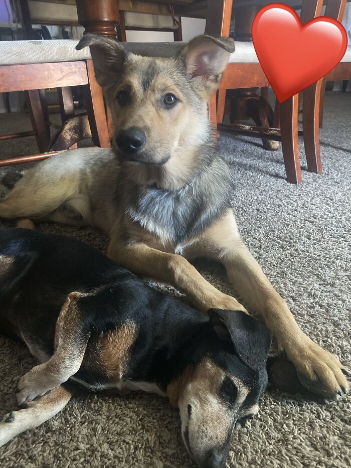 Chewie Wanting To Play But Monster’s Faking He’s Asleep