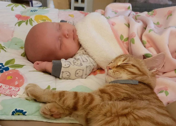 &ldquo;Oh My God, That&rsquo;s Him!": Family In Shock As Cat Lost During Move Shows Up At Their New House 2 Months Later