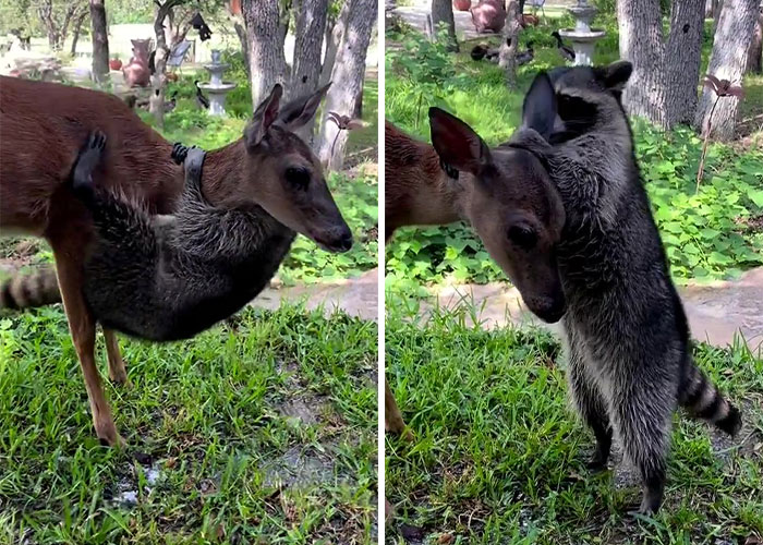 Raccoon Is Completely Obsessed With Fawn Who Lost Mom, Gives Her Hugs Every Day