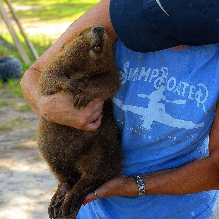 Animals At Wildlife Rescue Rejoice As Dozens Of Squashed Watermelons Are Donated After Accident Animals At Wildlife Rescue Rejoice As Dozens Of Squashed Watermelons Are Donated After Accident