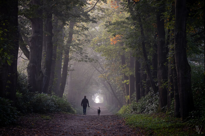 Person walking a dog in a misty forest path surrounded by tall trees in the scenic countryside of rural Netherlands