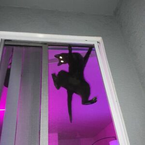 violetbelle22 avatar