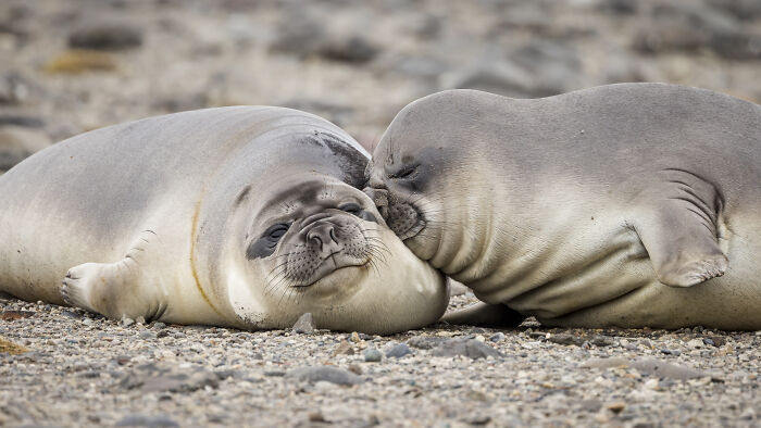 Two seals resting on a rocky shore, captured in a humorous moment for the comedy wildlife photography awards.