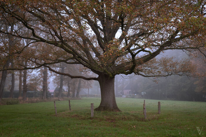 Large tree standing alone in a misty rural area of the Netherlands, showcasing scenic countryside with autumn foliage.