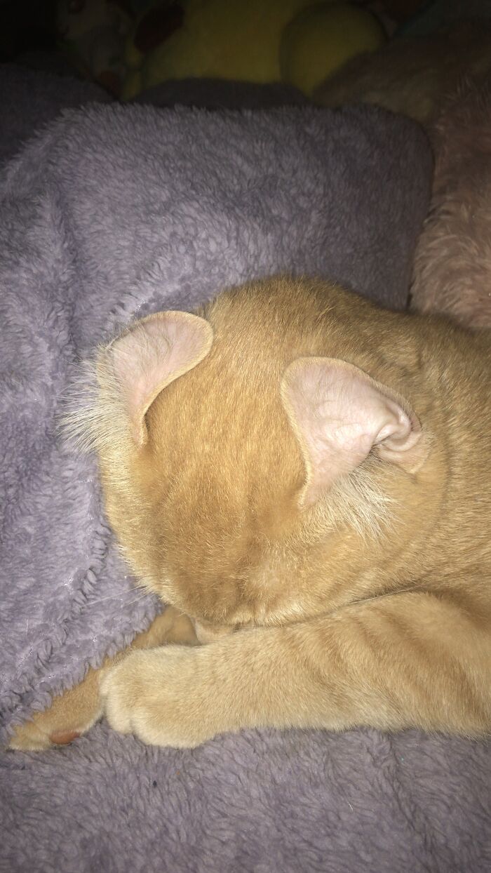 This Is Spud. He Is In No Way Related To An American Curl