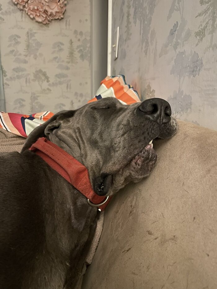 Munch Is The Epitome Of Beauty And Grace While Sleeping . . . . And Snoring