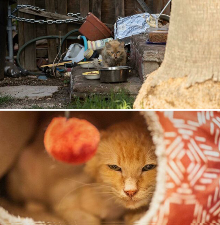 Robster Lobster As We Found Him And After A Month With A Foster!