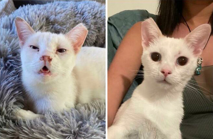 Alien As A Sick Stray / Alien As A Happy Indoor Girl