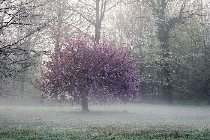 Blooming tree in misty rural area in the Netherlands capturing the scenic countryside atmosphere in early spring.