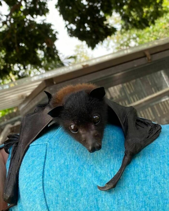 Gazza Just Hanging Out