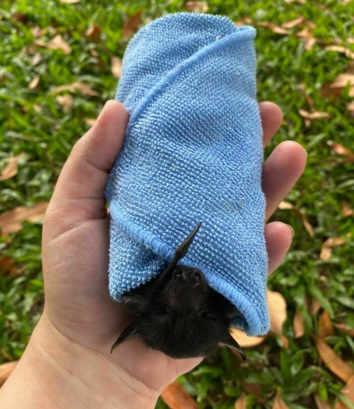 This May Be The Cutest Burrito You Have Ever Cast Your Eyes Over