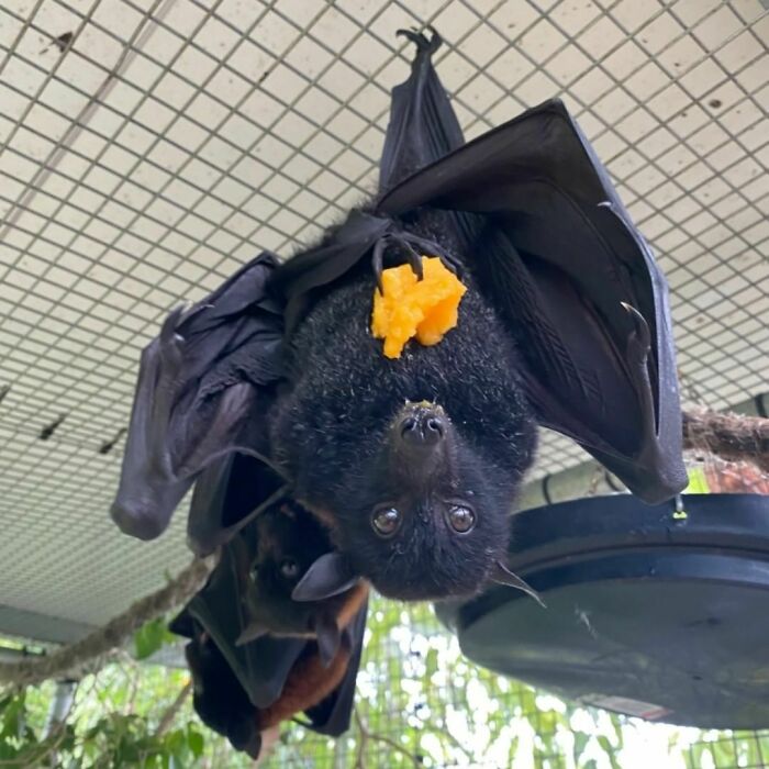 Munching On Some Fruit