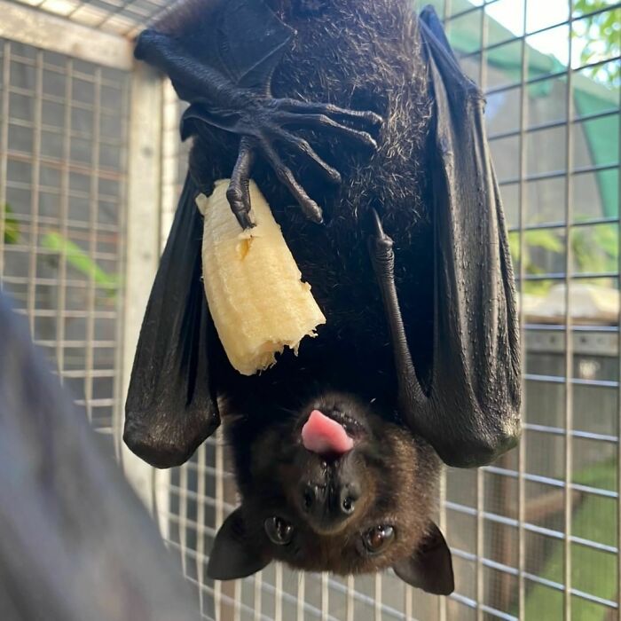 Na Na Na Na I've Got Banana