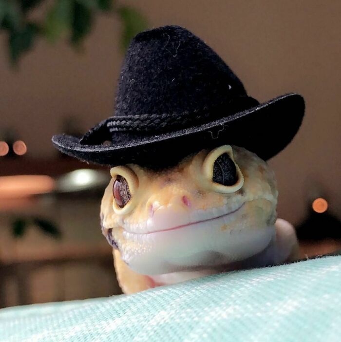 Howdy