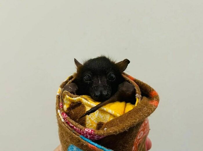 Baby Batrito