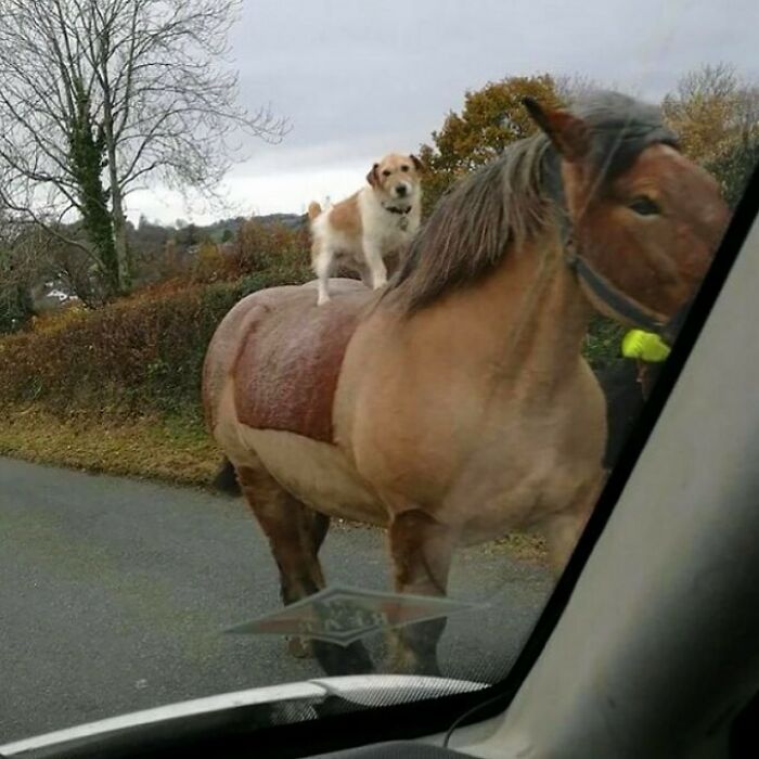 Funny-No-Context-Pics-Junkmanbaby