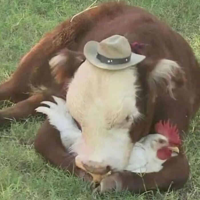 Funny-No-Context-Pics-Junkmanbaby