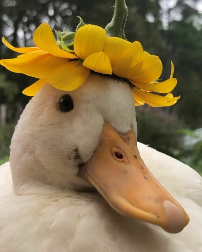 Adorable white duck wearing a sunflower hat, perfect for cute duck pic enthusiasts.