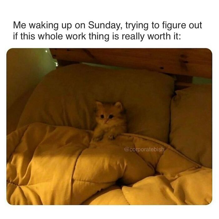 Sugar Baby Time…
.
#corporatelife #corporatememes #bish #corporatebish #memesdaily #officememes #workmemes #worklife #memes #corporatemillennial #workjokes #officejokes #workhumor #workfromhomememes #workplacememes #corporatehumor #officelife #millennial #millennialmemes #millennials #workplacememes #sundaymemes #weekendvibes #sunday #sundayscaries #worksucks #caniretireyet #sundayvibes