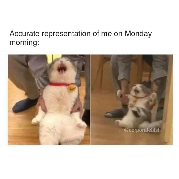 Send Caffeine
.
#corporatelife #corporatememes #bish #corporatebish #memesdaily #officememes #workmemes #worklife #memes #corporatemillennial #workjokes #officejokes #workhumor #workfromhomememes #workplacememes #corporatehumor #officelife #millennial #millennialmemes #millennials #workplacememes #morning #weekendvibes #monday #morningmemes #mondaymorning #worksucks #fthat