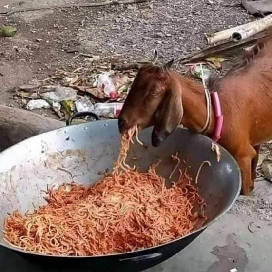 Funny-No-Context-Pics-Junkmanbaby