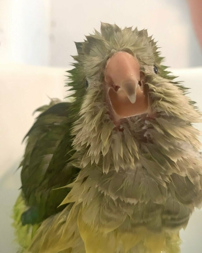 Miss Pickle’s 2 Today!