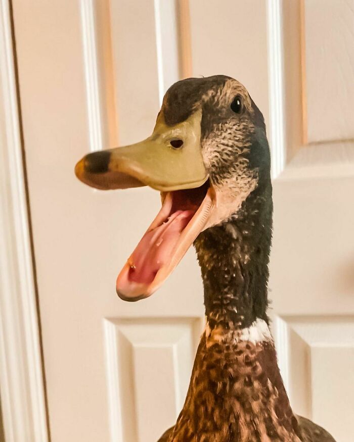 Quack Out Loud