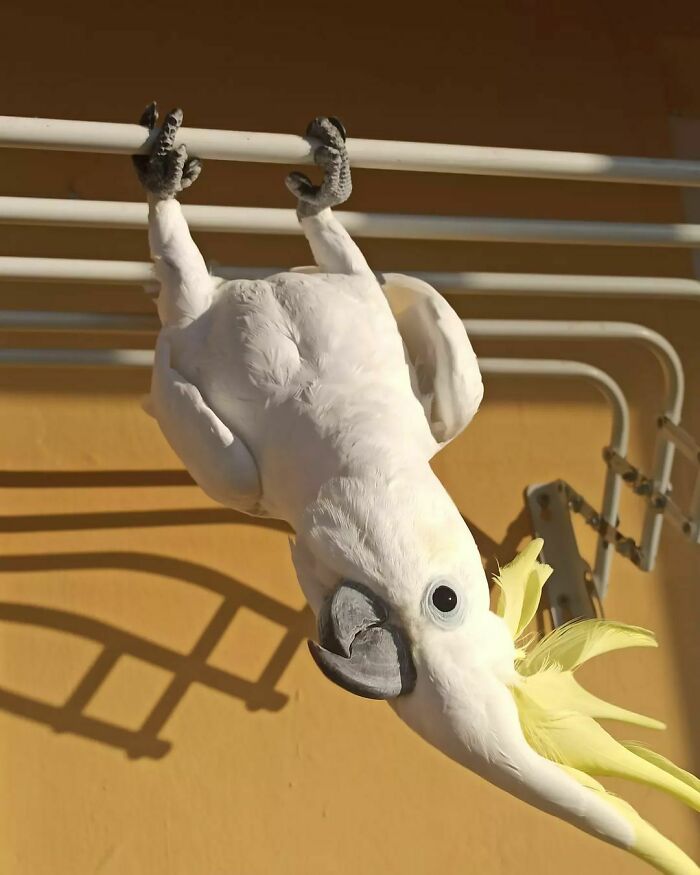 Found A Use For The Dryer In The Balcony