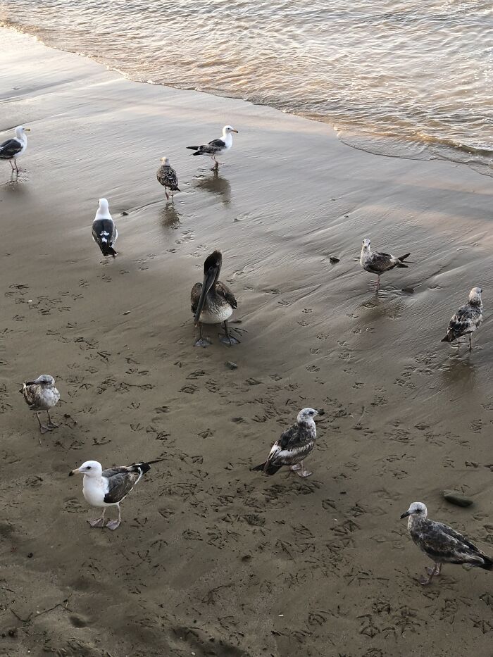 The Pelican Briefing