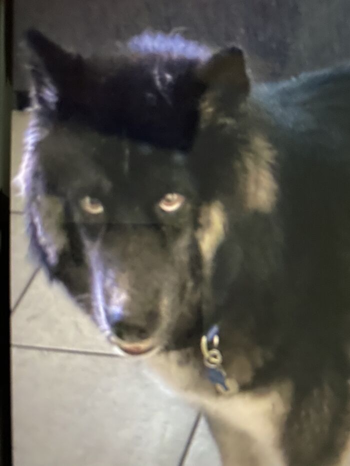 Wolf, German Shepherd, Husky