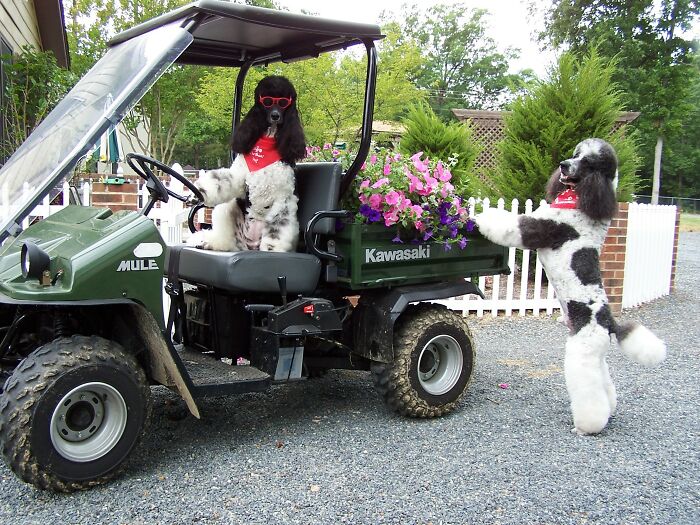 Flower Delivery (Sydney And Jyah)