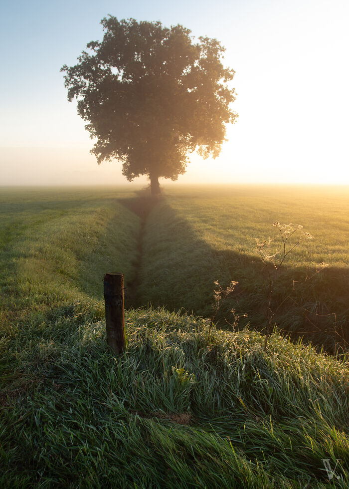 Scenic countryside in a rural area in the Netherlands with a lone tree and soft morning light over green fields.