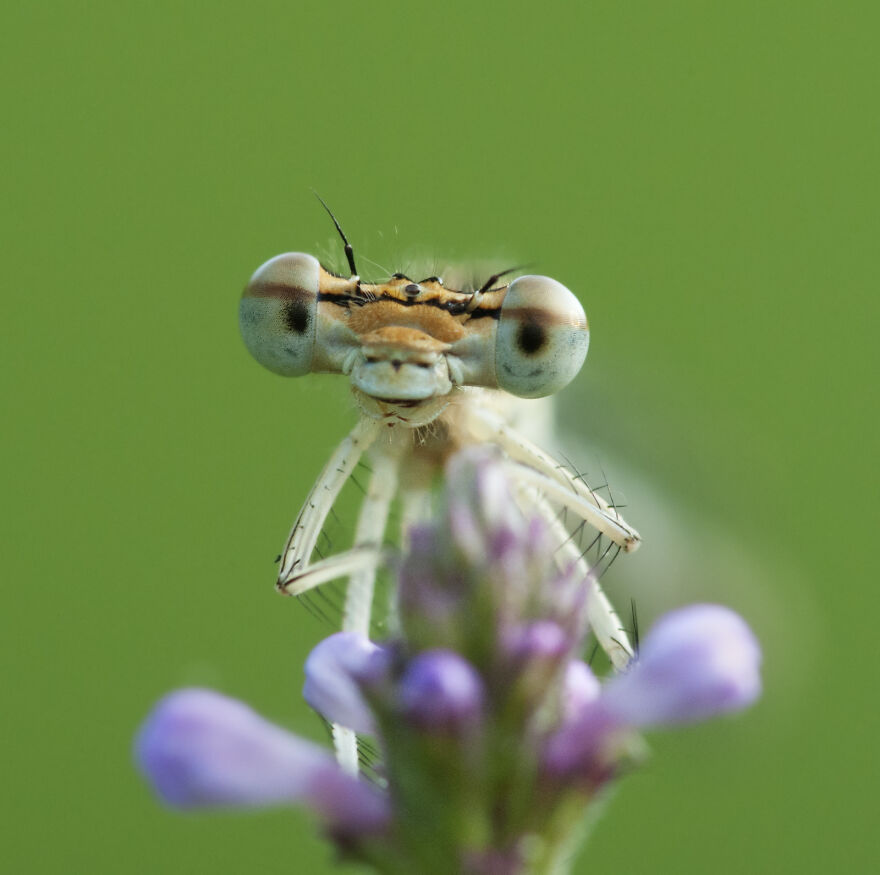 Be Happy My Friend, I Can't Eat You