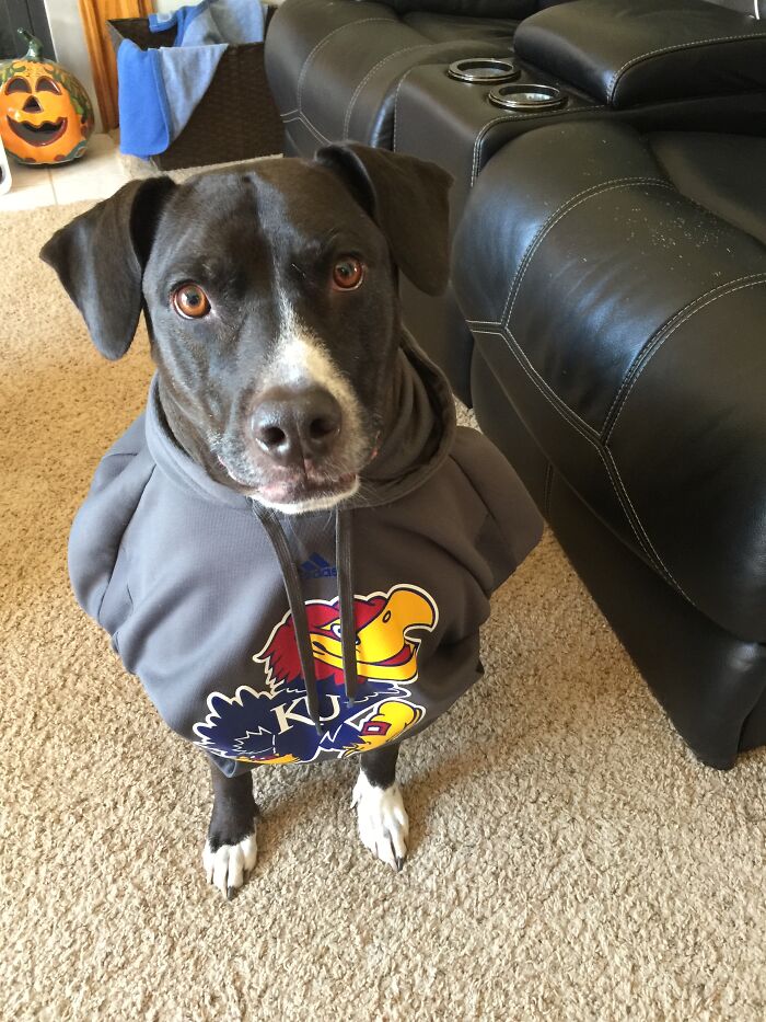 Winston Says, “Rock Chalk Jayhawk!”