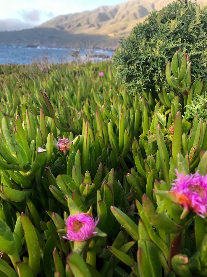 These Wild Flowers In California USA, Just Off Highway 1