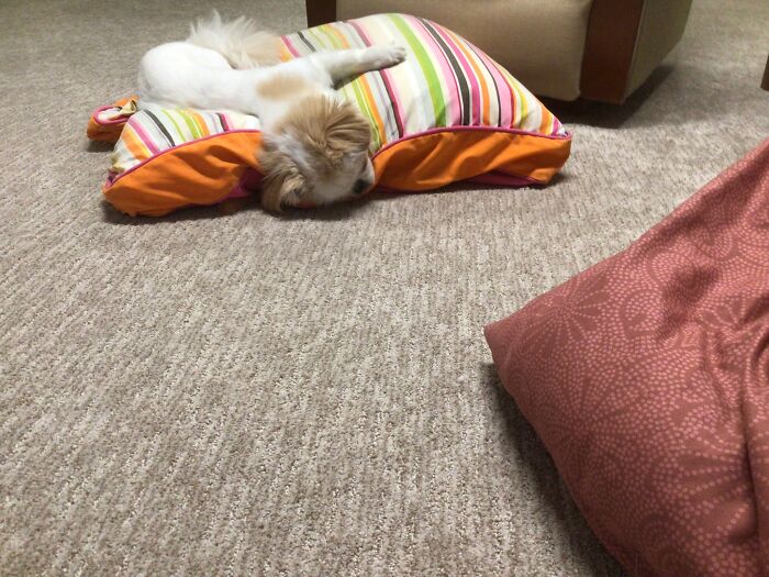 Huge Dog Bed….head On Floor.