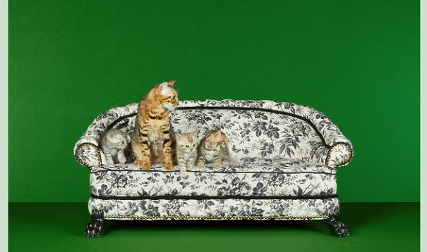 Gucci Released A Fancy Clothing And Accessories Line, And It's Lavish Gucci Released A Fancy Clothing And Accessories Line, And It's Lavish