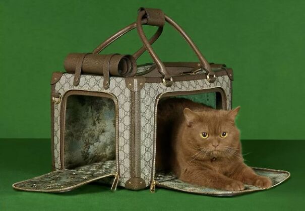 Gucci Released A Fancy Clothing And Accessories Line, And It's Lavish Gucci Released A Fancy Clothing And Accessories Line, And It's Lavish