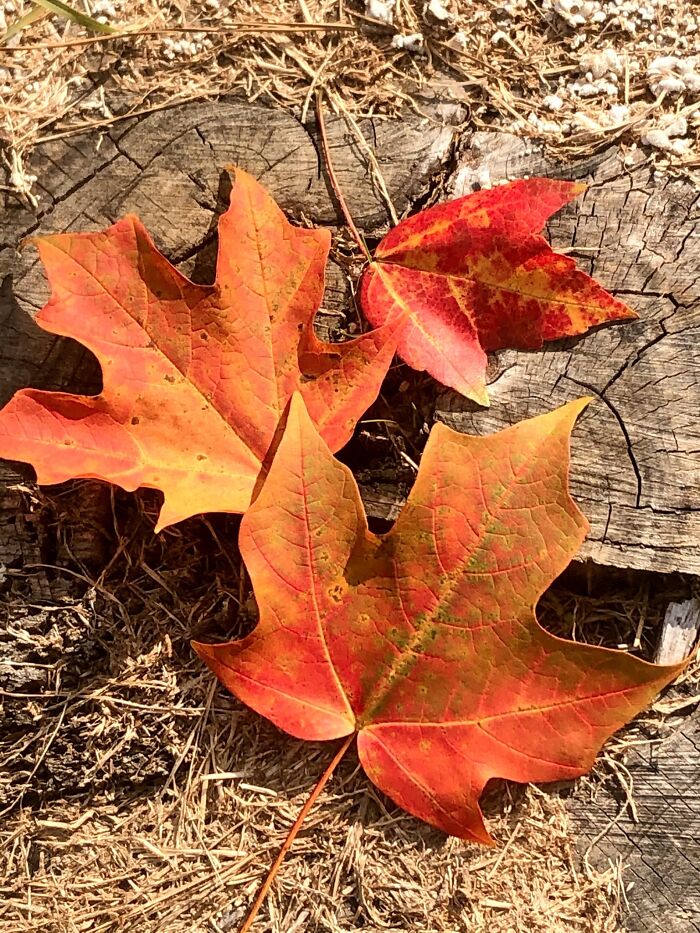 This Photo Won Me 1st Place In A Photography Contest. 1sr Place In The Youth Age Category Though, Not First In All. Its Not Even That Good