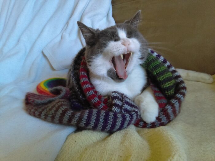 Love You, Miss You Yardley. ❤🐾