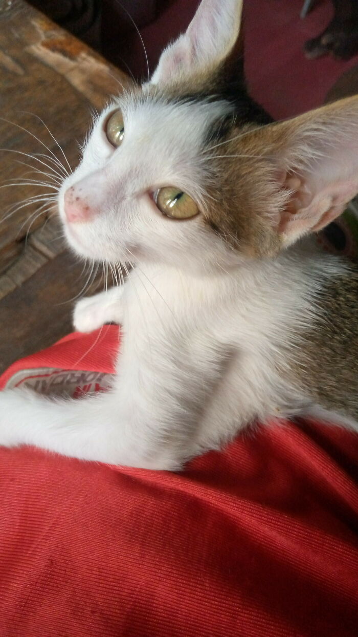 My Kitty Got Nose Freckles ♥