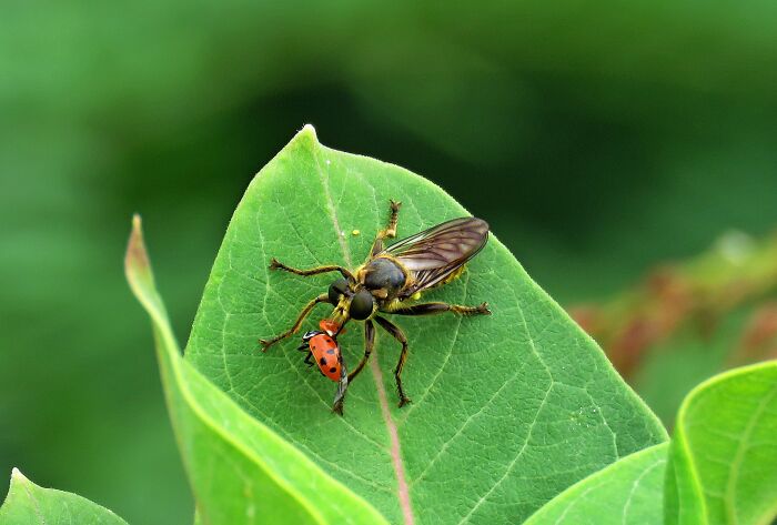 Taken In July This Year, Riverside Path, Central-Eastern Europe. 😮
